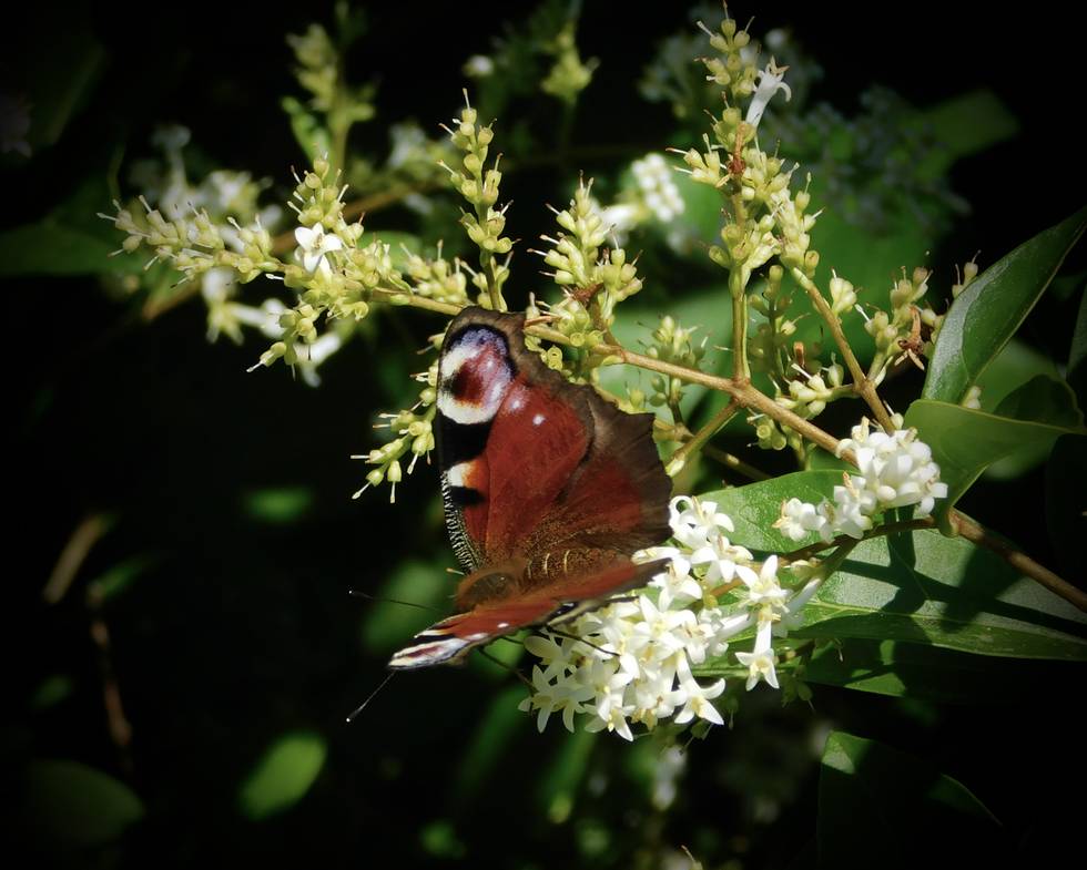 Tagpfauenauge, Natur, Garten