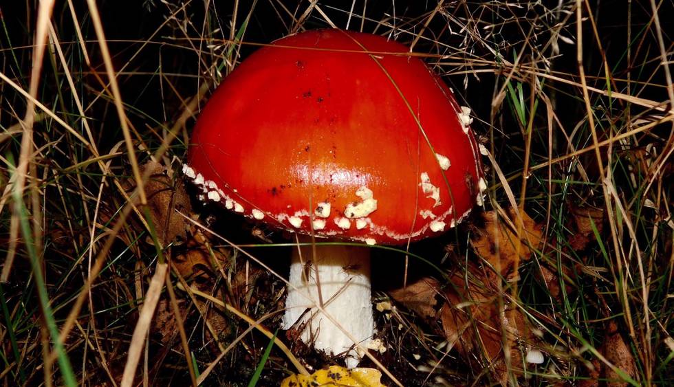 Herbst, Natur, Pilz, Wald.jpg