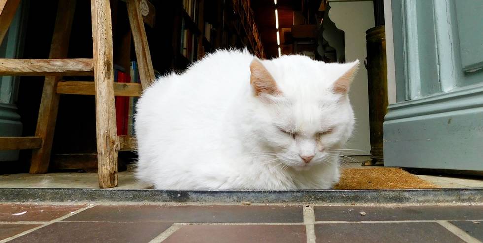 Katze Buchladen Husum 2025 Juli.jpg
