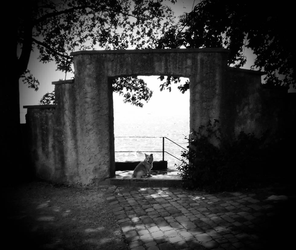 Hund, Lindau, Bodensee