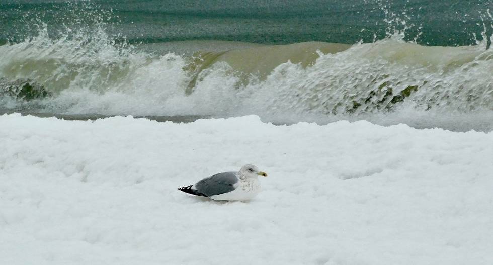 Winter Möwe Ostsee 2026 Januar.jpg