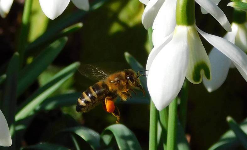 Frühling Biene.png