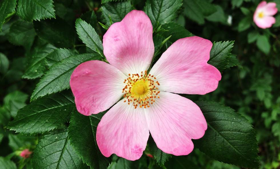 Sommer
