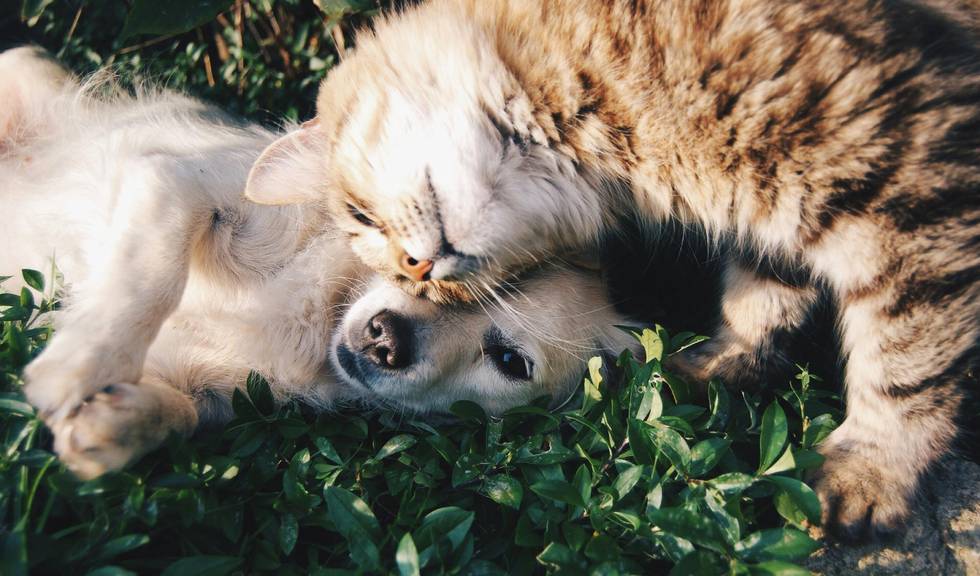 Hund+Katze.JPG