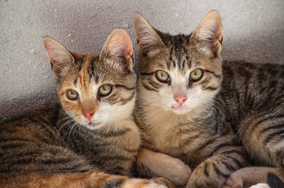 Katzen-quer-2.jpg