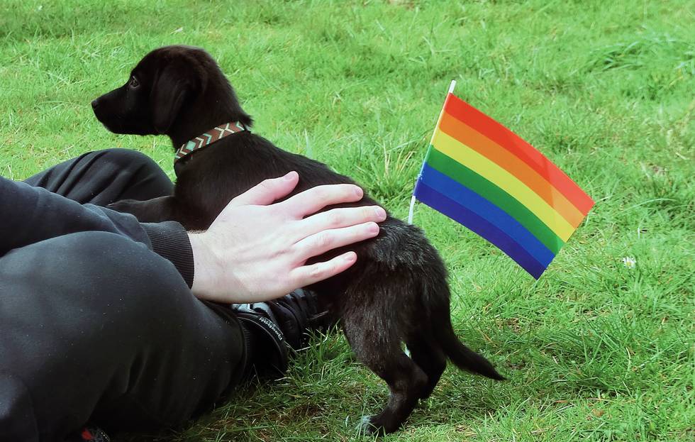 CSD Hund schwul süß