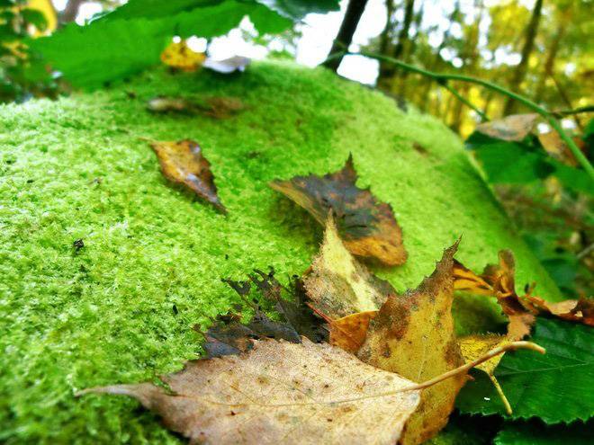 WALDBODEN, Herbst