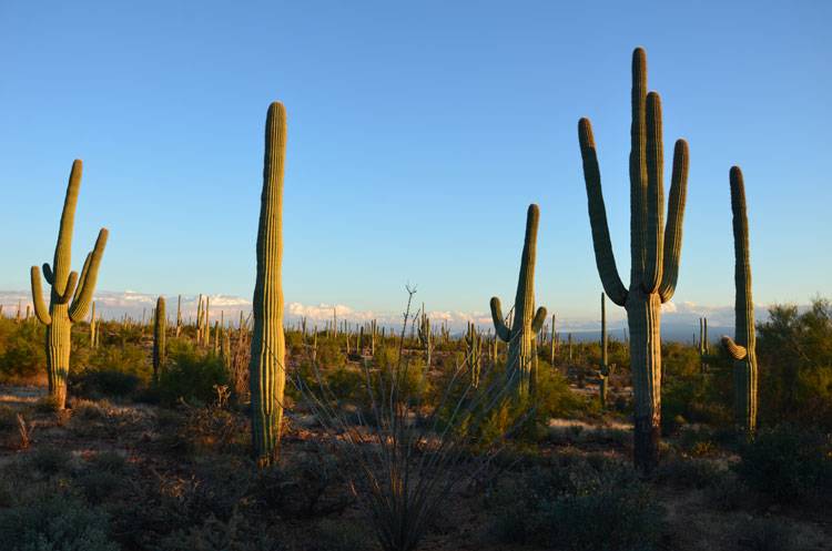 Tucson