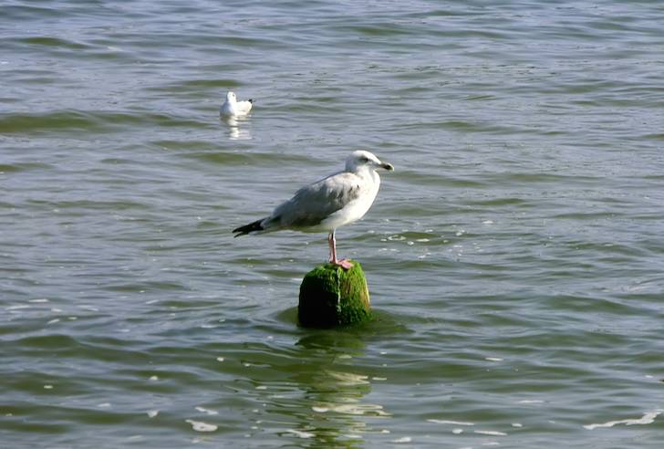Möwe