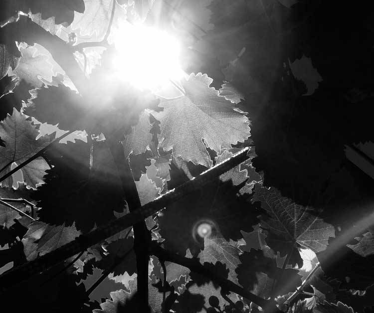 Weinblätter