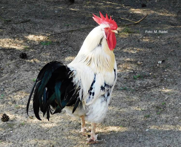 Hahn Cock Foto: M. Rädel