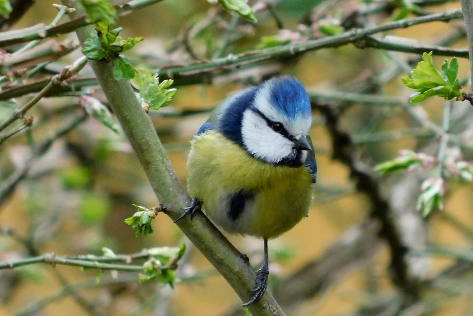 Blaumeise
