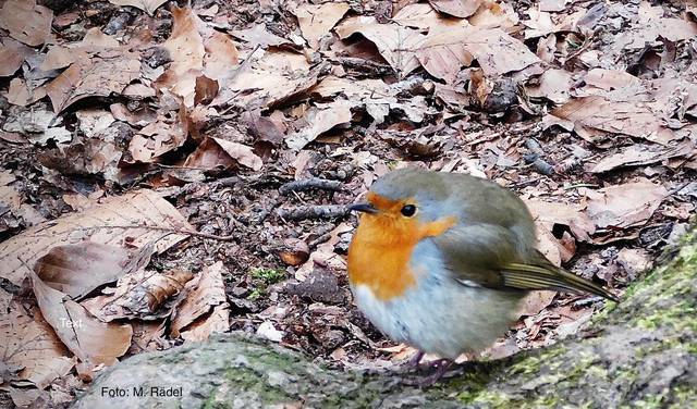 Rotkehlchen im Wald