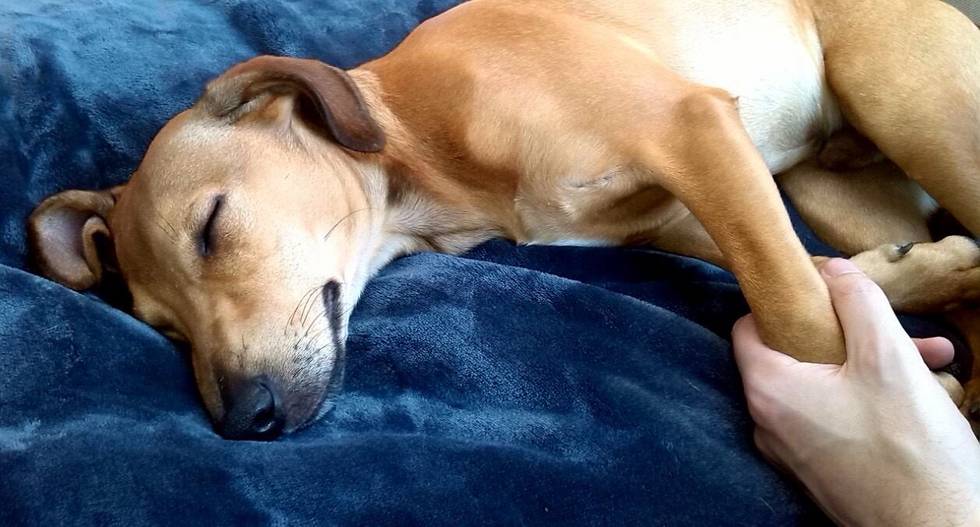 Hund