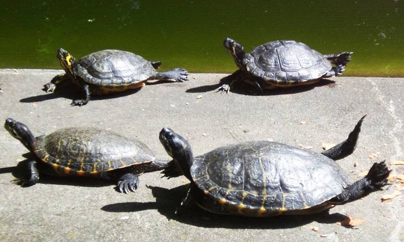 Schildkröten Urwald Dschungel