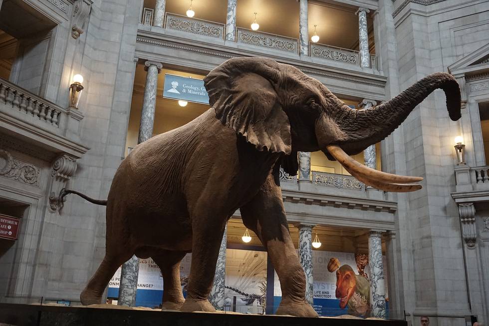 Museum of Natural History Washington