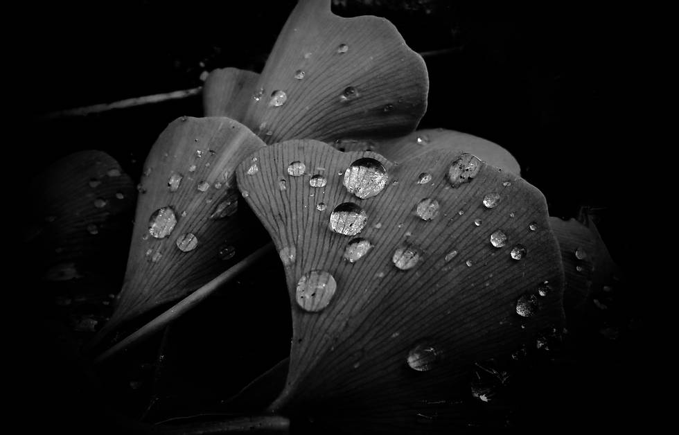 Regen Wald Natur