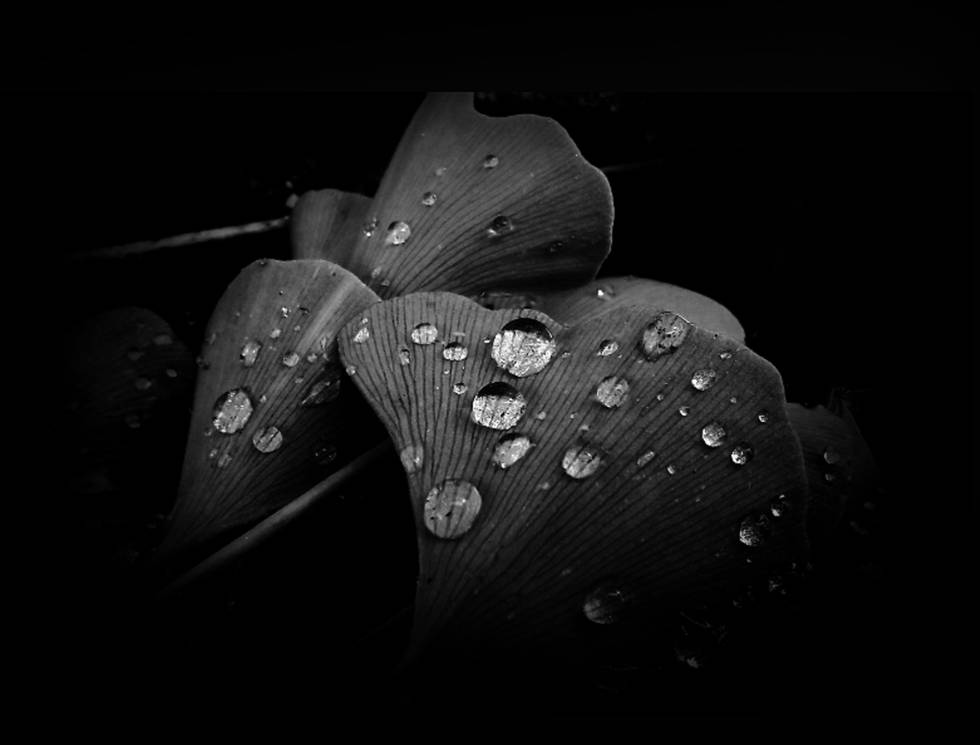 Regen Wald Natur Gingkoblätter Regentropfen