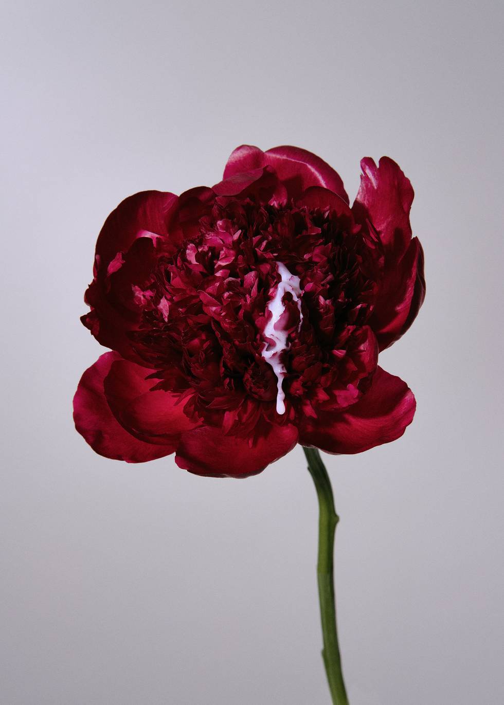 Peter Schmid - Sticky Flowers.jpg