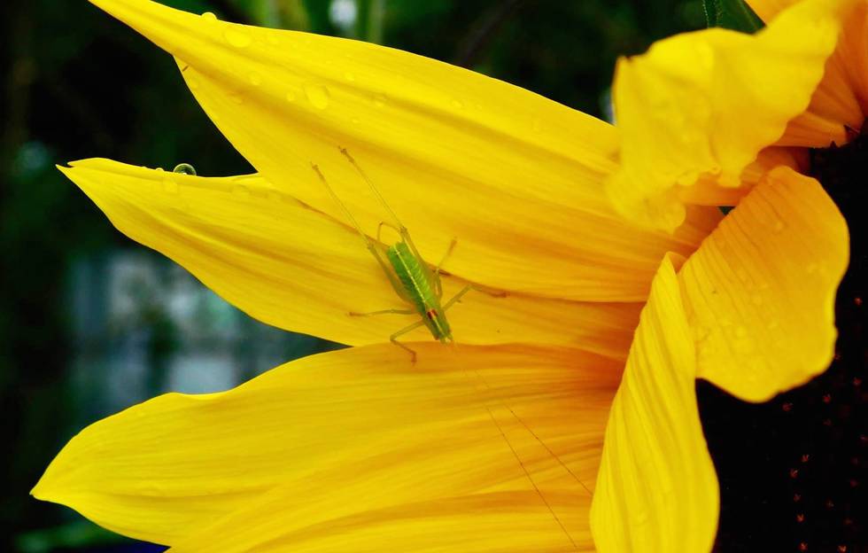 Sommer, Garten, Natur