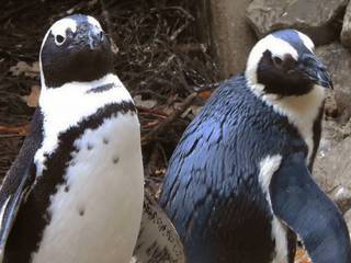 Glosse Was Zum Geier Von Schragen Vogeln Manner