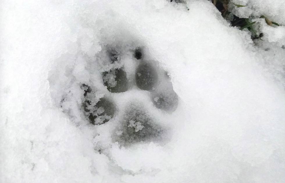 Schnee, Winter, Natur
