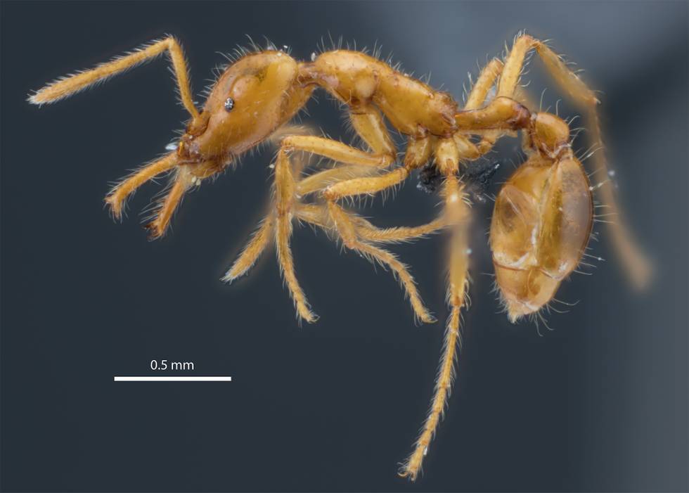Strumigenys Ayersthey