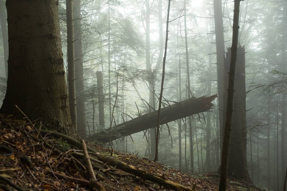 Wald Polen