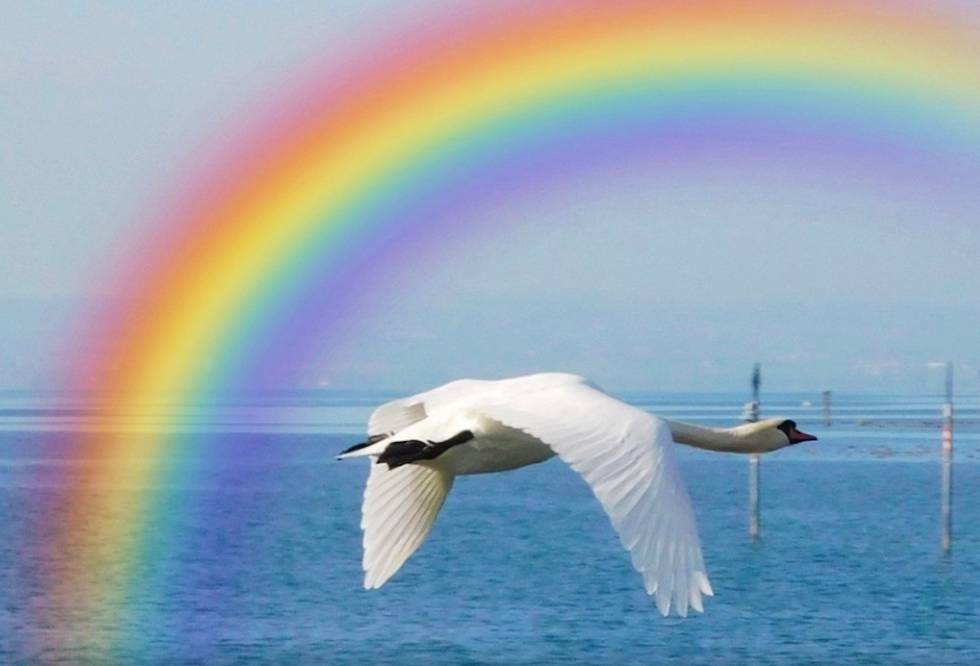 CSD am Bodensee, Regenbogen