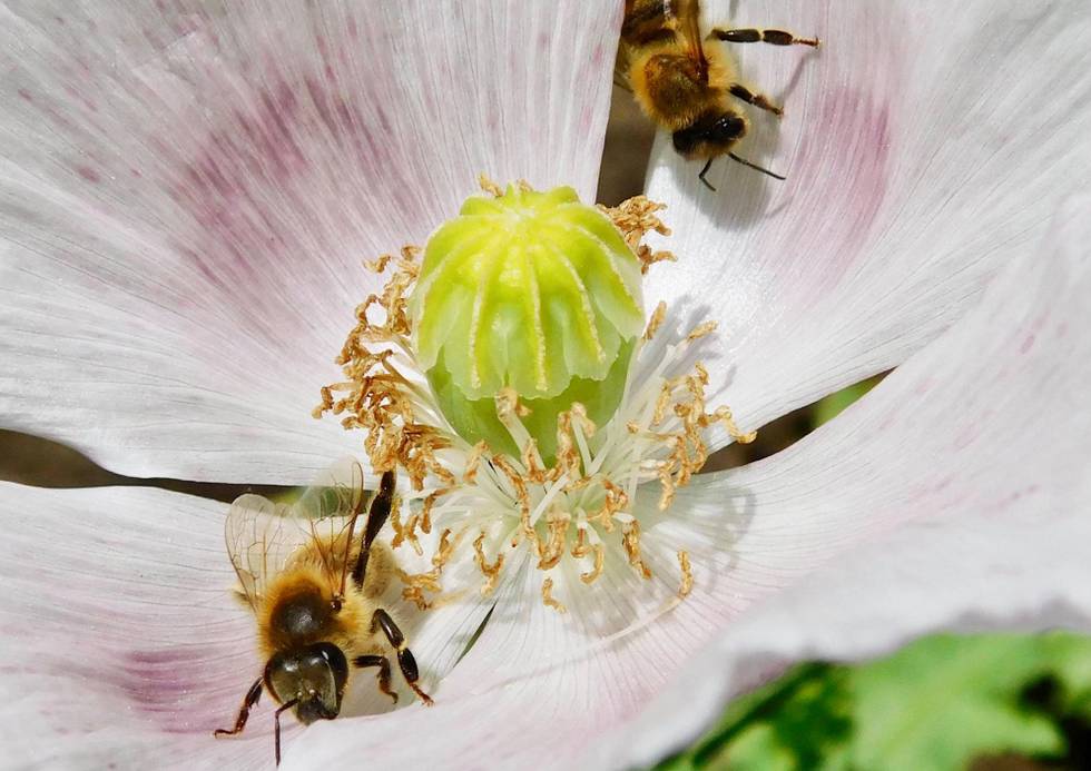 Bienen