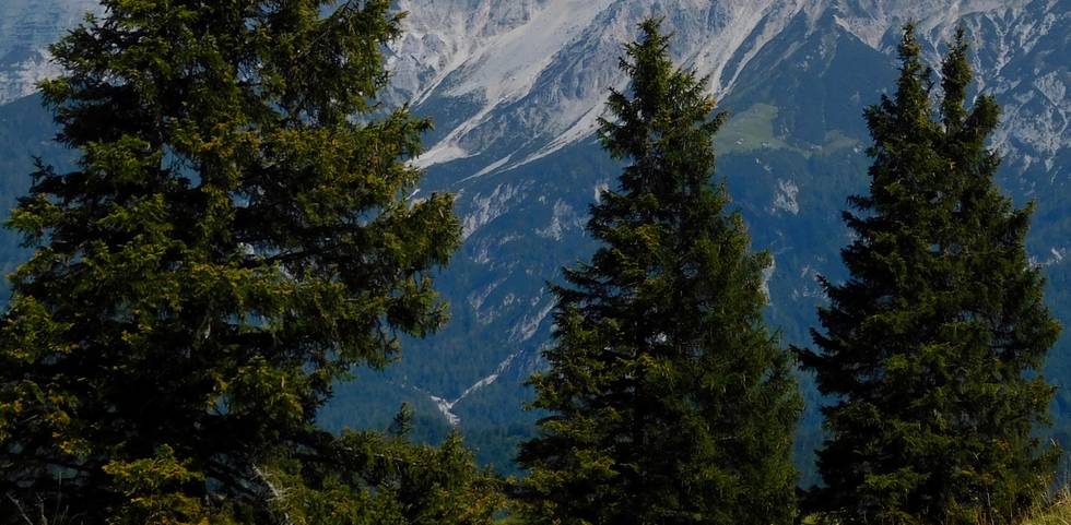 Wald_Baeume.jpg