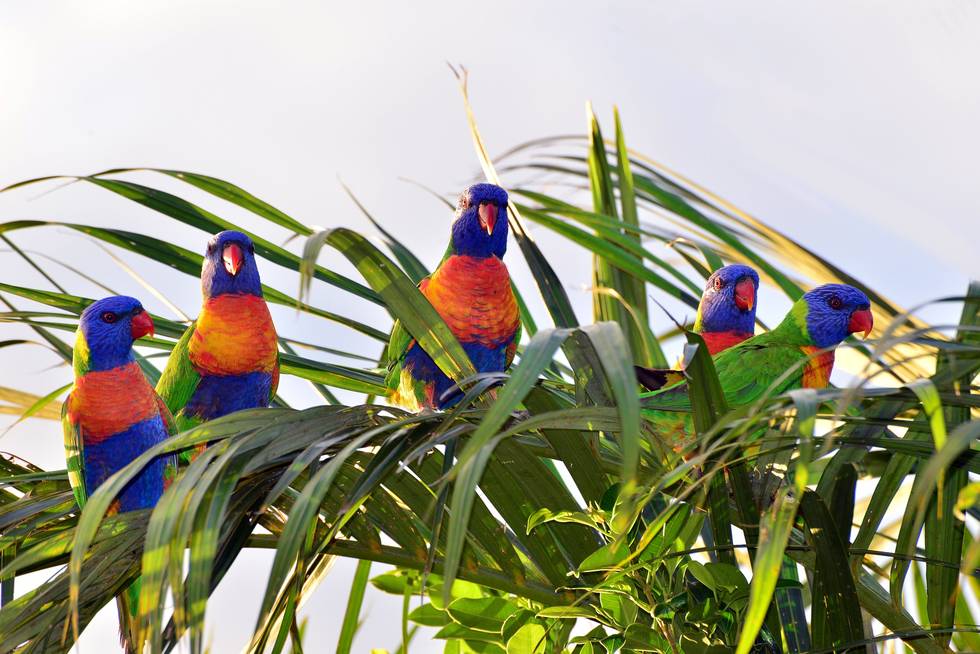 Bunte Vögel