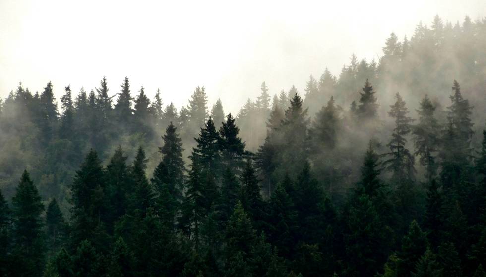 Schwarzwald Nebel 2023 August 2.jpg