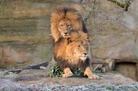 Löwen – Homosexualität im Tierreich