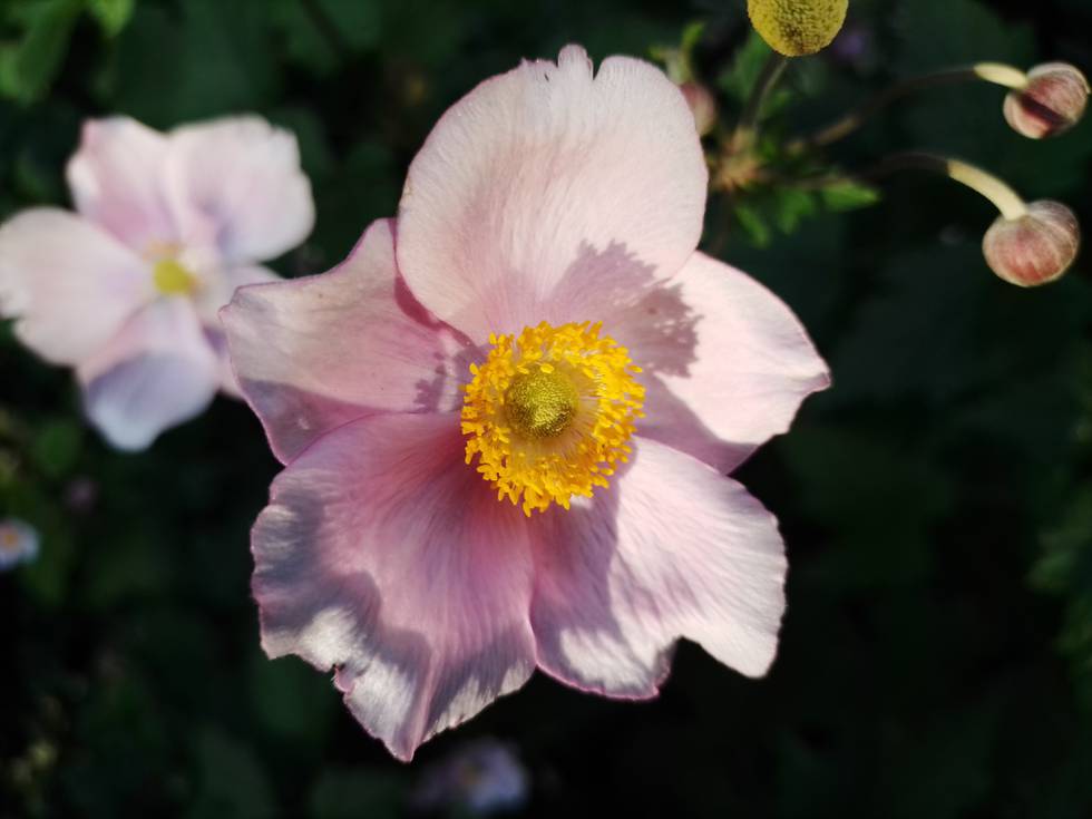 Anemone Sommer Garten