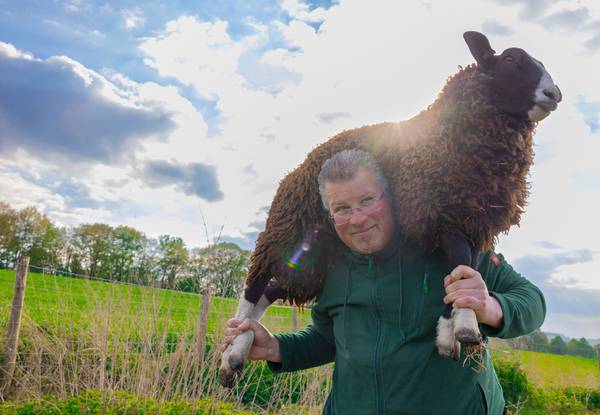 Rainbow_Wool_Farm_Michael_Sheep_RGB_1500x1038px.jpg