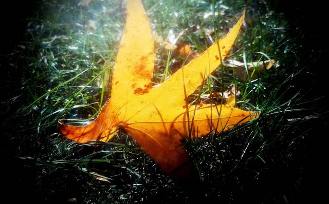 Herbst, Amberbaum